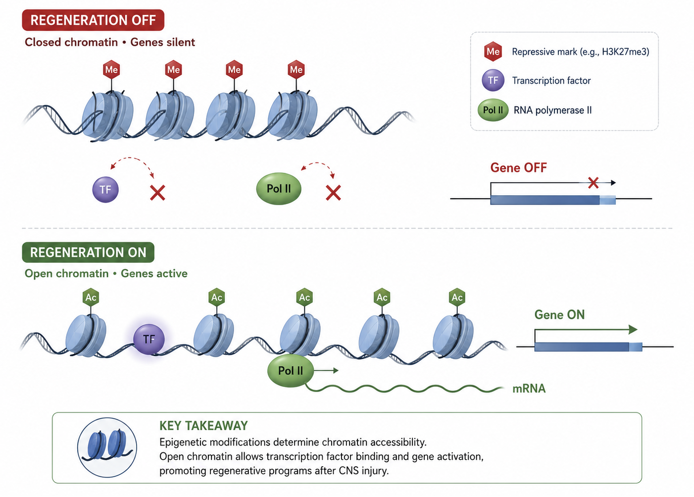 Epigenetic regulation: closed chromatin silences regeneration genes, open chromatin activates them
